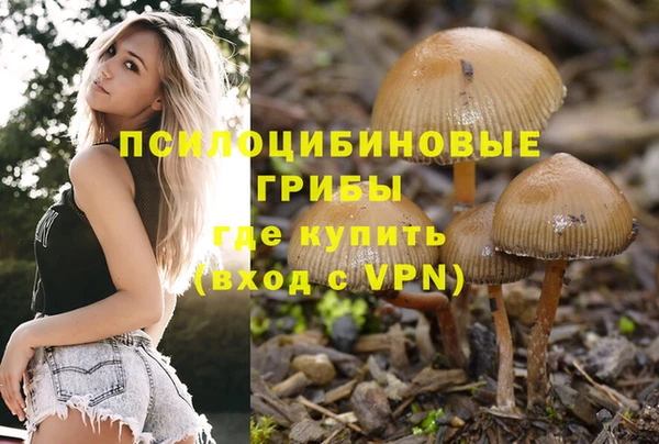 прущие грибы Верея