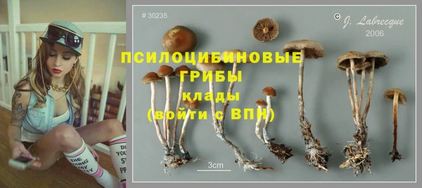 прущие грибы Верея